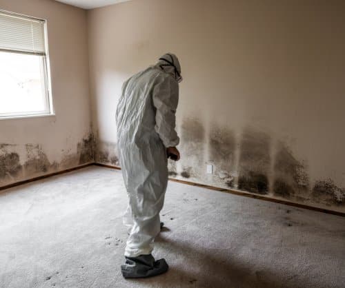 Black Mold Removal