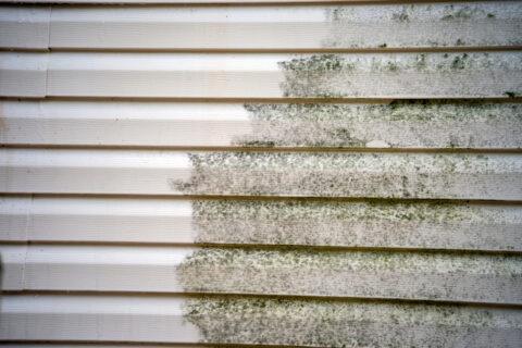 how to spot mold on the outside of your house