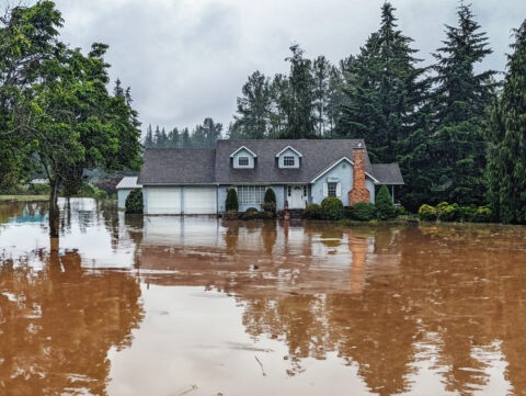 mold growth after a flood