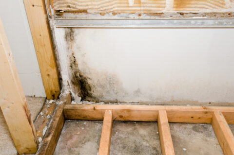 damaging effects of mold behind drywall