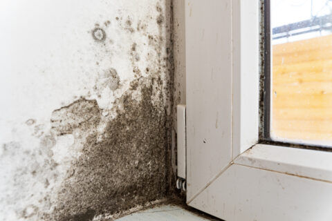 house with mold