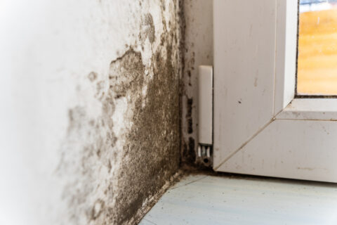 long-term side effects of mold exposure