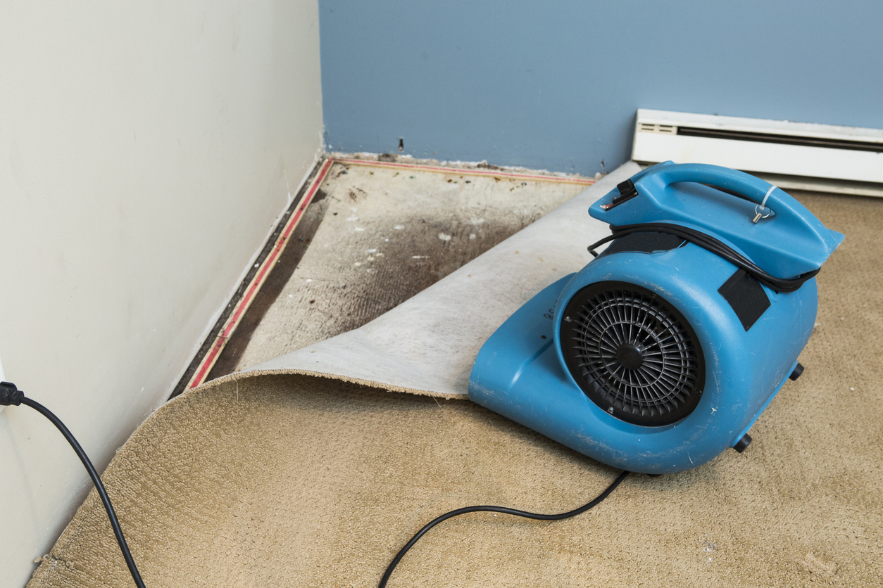 water damaged carpet after a sewage backup